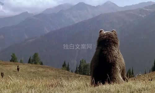 电影《熊的故事》解说文案